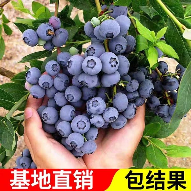 优质蓝莓苗盆栽地栽品种齐全（薄雾，蓝丰，兔眼，绿宝石）