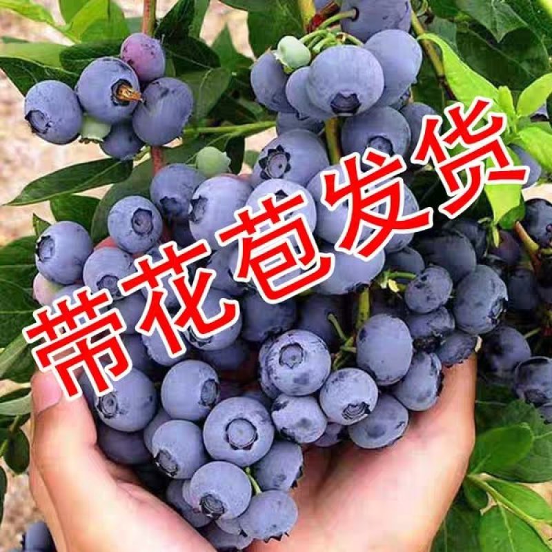 优质蓝莓苗盆栽地栽品种齐全（薄雾，蓝丰，兔眼，绿宝石）