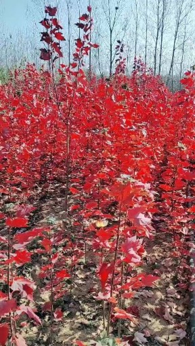 自家苗圃出售美国红枫秋火焰，品种纯正保证成活率一手货源
