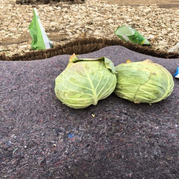 甘蓝