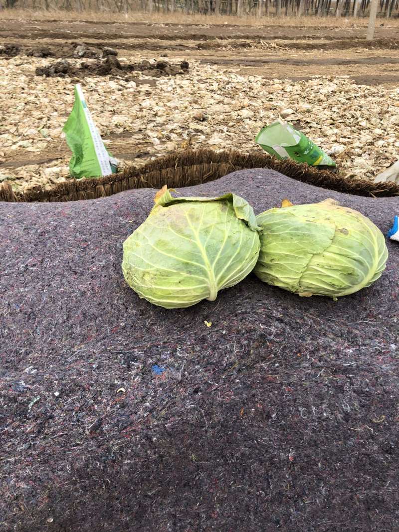 甘蓝