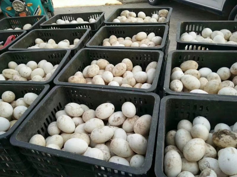 河北省邯郸市馆陶县蛋鸡之乡新鲜鹅蛋馆陶县众康果品果品市场