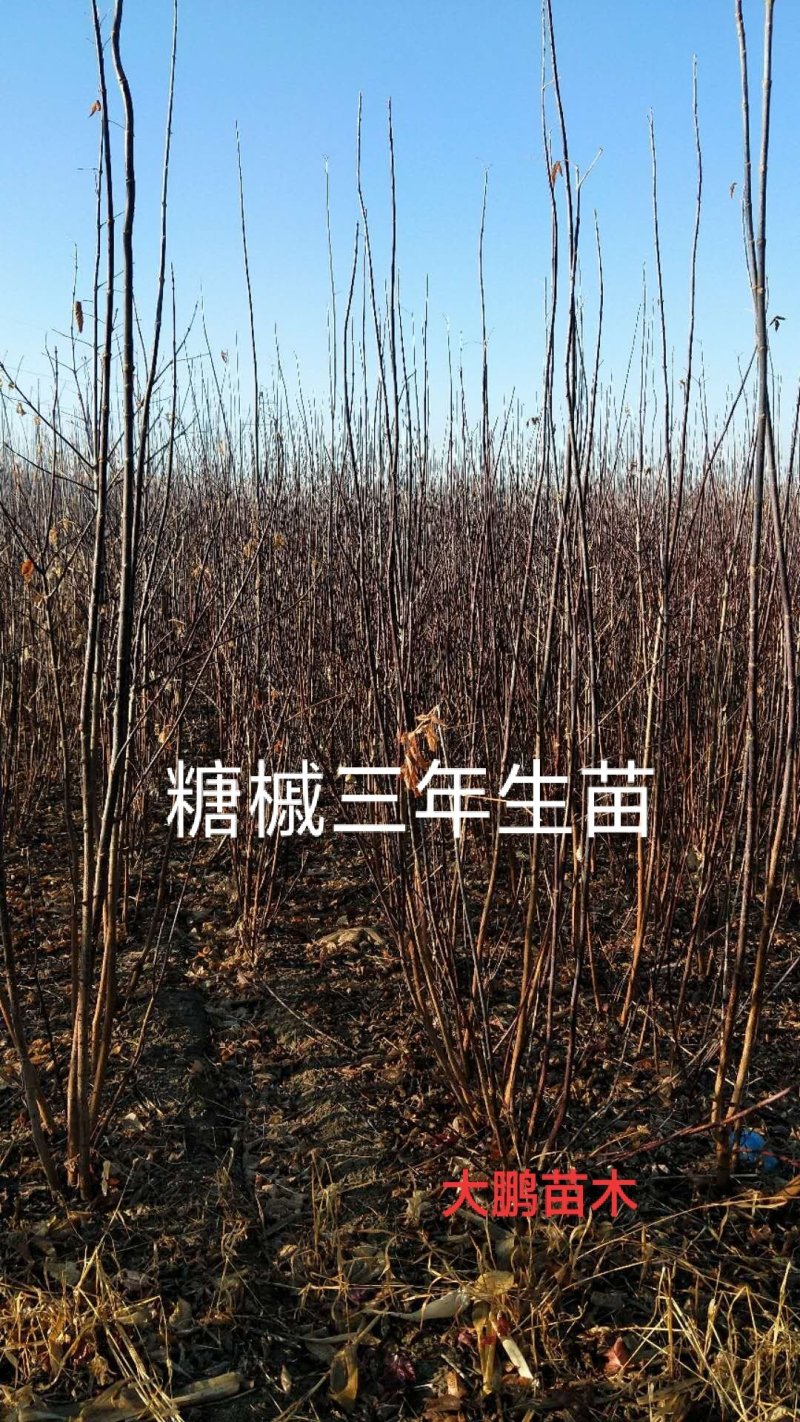 【聚便宜】糖槭小苗一二年生种苗免费提供种植技术支持线上