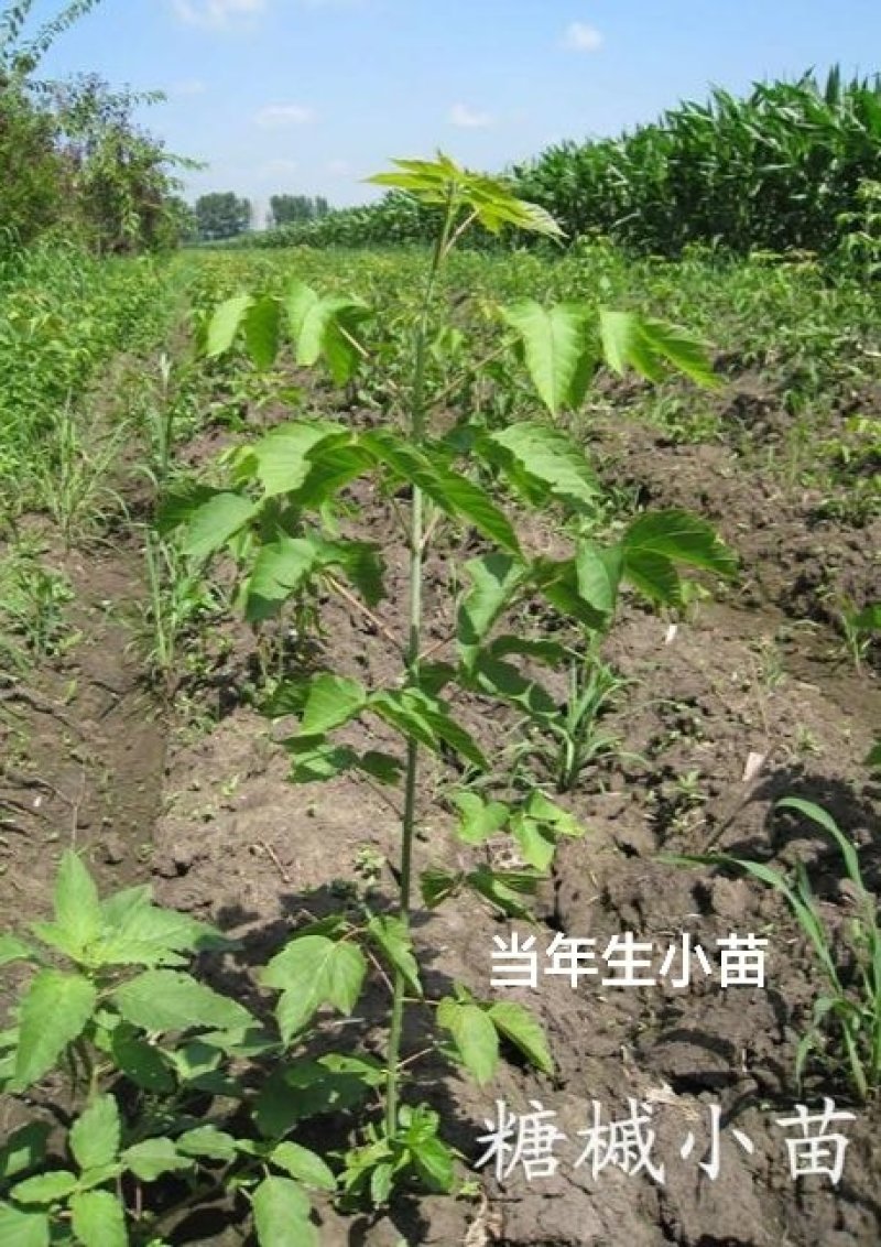 【聚便宜】糖槭小苗一二年生种苗免费提供种植技术支持线上
