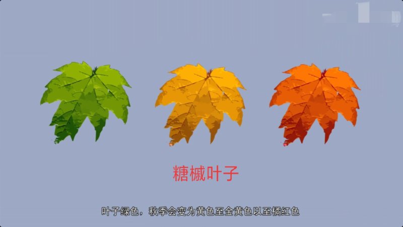 【聚便宜】糖槭小苗一二年生种苗免费提供种植技术支持线上