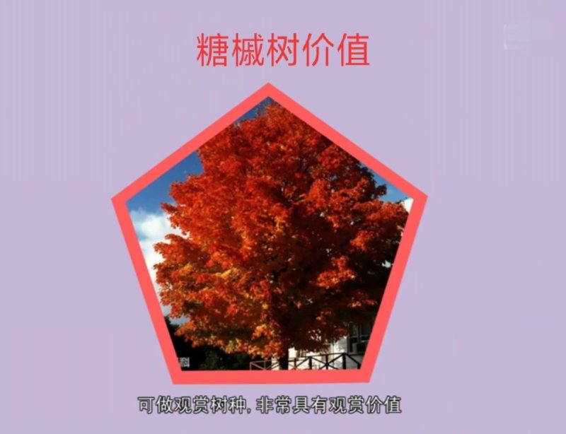 【聚便宜】糖槭小苗一二年生种苗免费提供种植技术支持线上