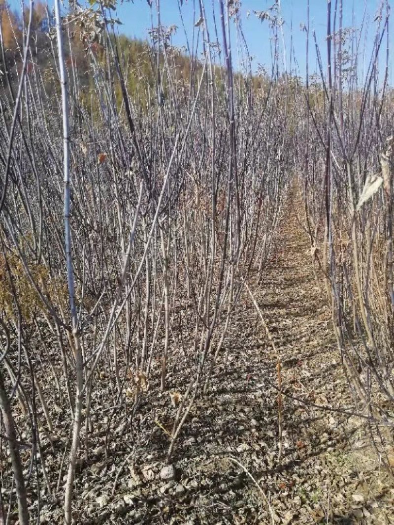 【聚便宜】糖槭小苗一二年生种苗免费提供种植技术支持线上
