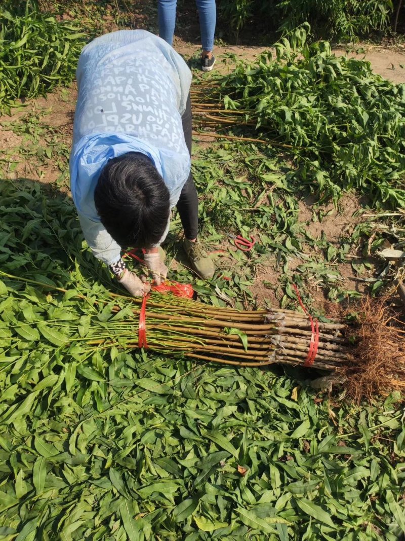 新品种桃树苗-油桃-蟠桃-五月-红巨王桃-巨型冬桃苗