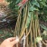 新品种桃树苗-油桃-蟠桃-五月-红巨王桃-巨型冬桃苗