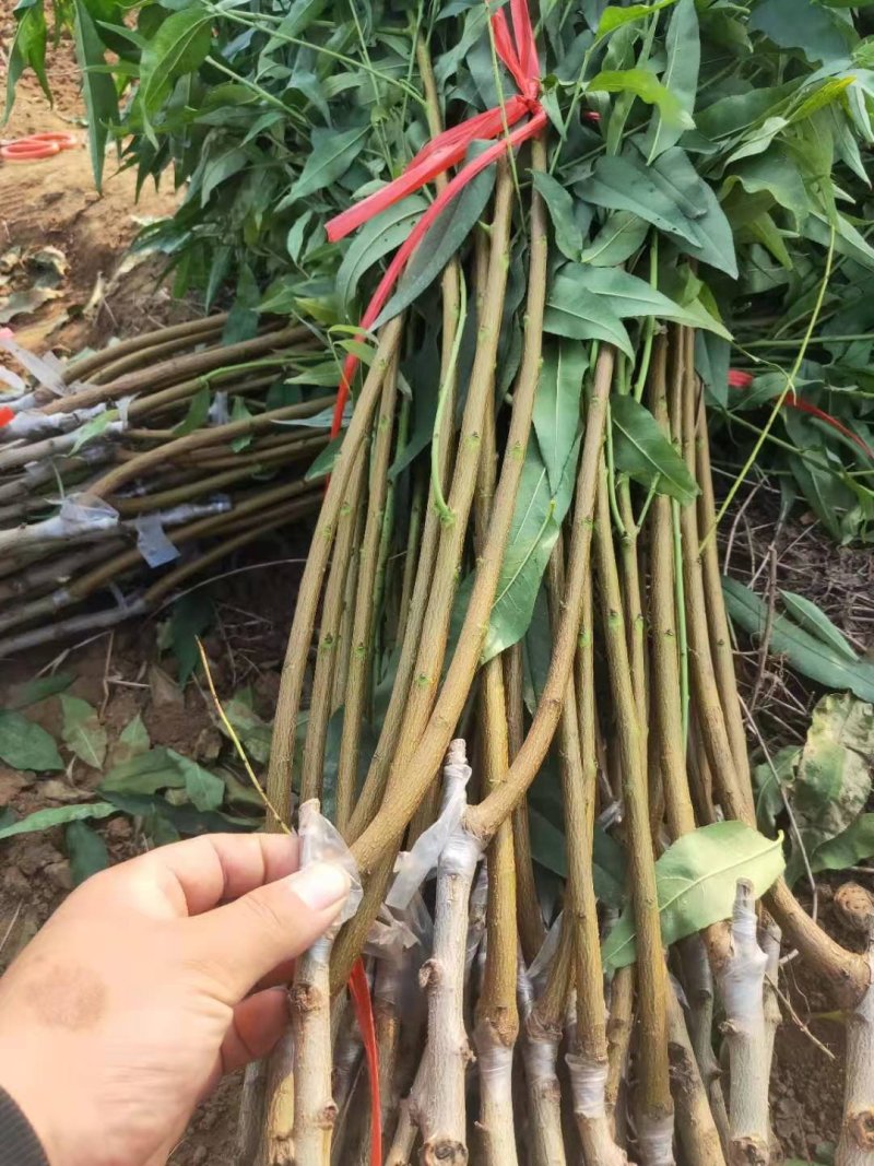 新品种桃树苗-油桃-蟠桃-五月-红巨王桃-巨型冬桃苗