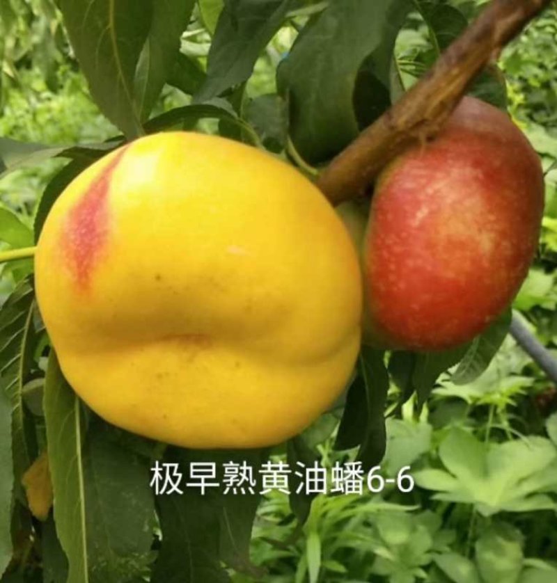 新品种桃树苗-油桃-蟠桃-五月-红巨王桃-巨型冬桃苗