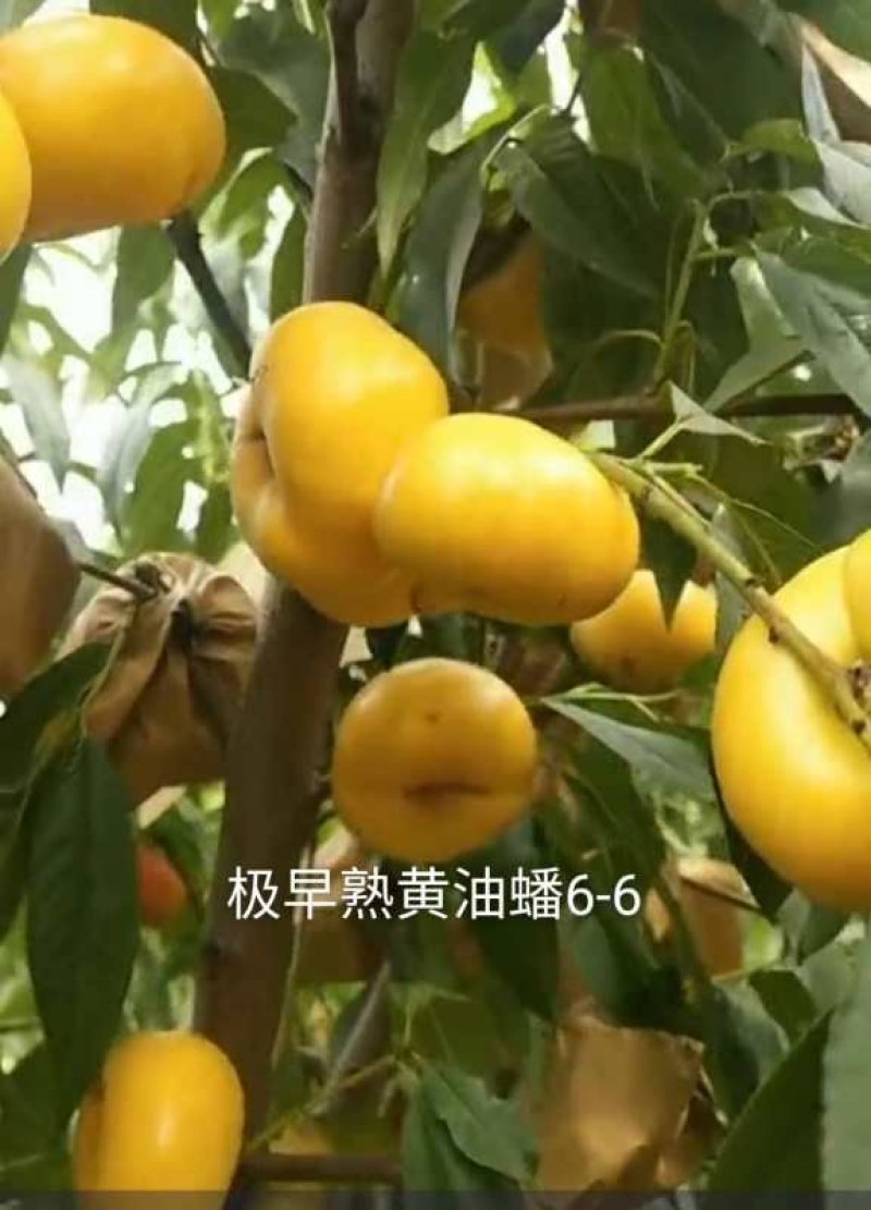新品种桃树苗-油桃-蟠桃-五月-红巨王桃-巨型冬桃苗