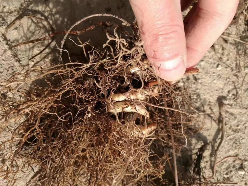 淫羊藿种苗基地直销甘肃省陇南市发货中药材种苗优选健康新鲜