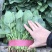 菠菜大叶种【对接超商】25~30公分、可散装、可标箱