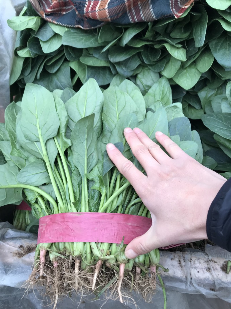 菠菜大叶种【对接超商】25～30公分、可散装、可标箱