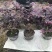 红花继木球，造型树，小苗大量现货供应，交通方便，诚信第一
