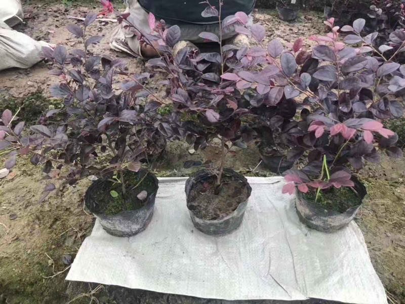 红花继木球，造型树，小苗大量现货供应，交通方便，诚信第一
