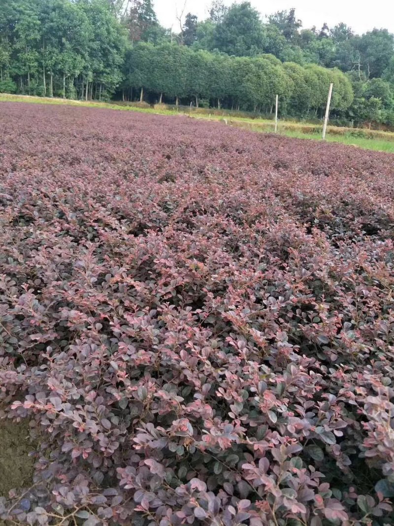 红花继木球，造型树，小苗大量现货供应，交通方便，诚信第一