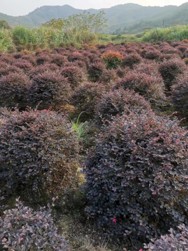 红花继木球，造型树，小苗大量现货供应，交通方便，诚信第一