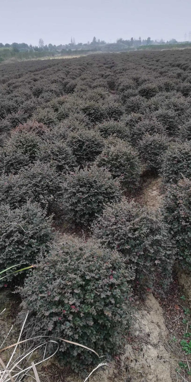 红花继木球，造型树，小苗大量现货供应，交通方便，诚信第一