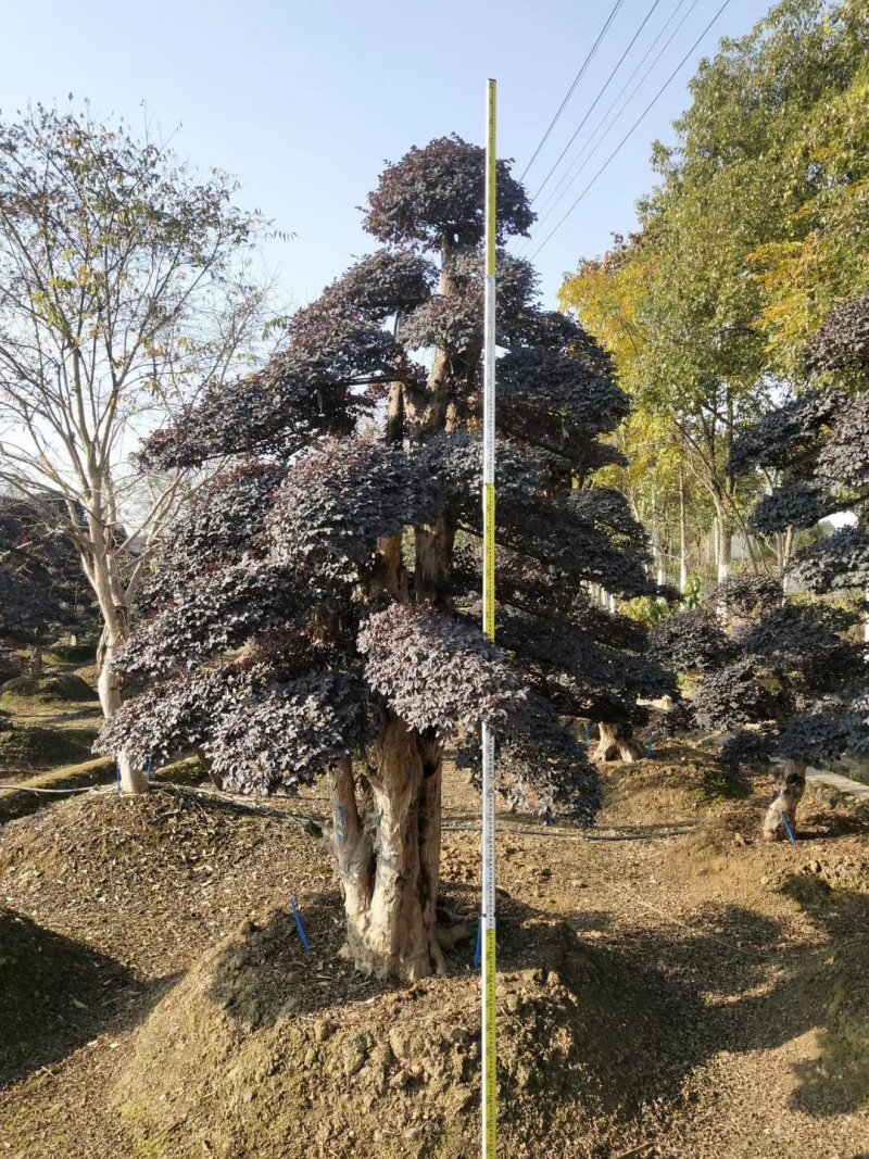 红花继木球，造型树，小苗大量现货供应，交通方便，诚信第一