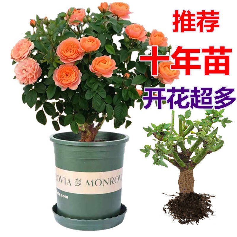多色嫁接玫瑰花苗盆栽老桩浓香型四季开花室内外绿植花卉大花