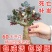 多色嫁接玫瑰花苗盆栽老桩浓香型四季开花室内外绿植花卉大花