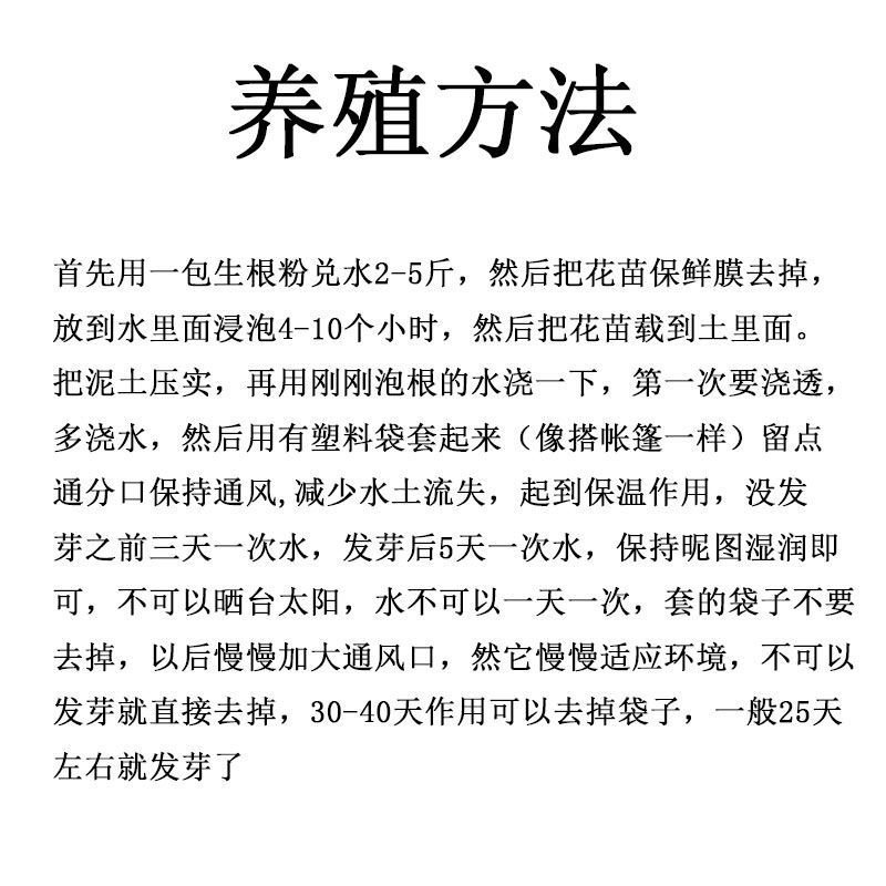 多色嫁接玫瑰花苗盆栽老桩浓香型四季开花室内外绿植花卉大花