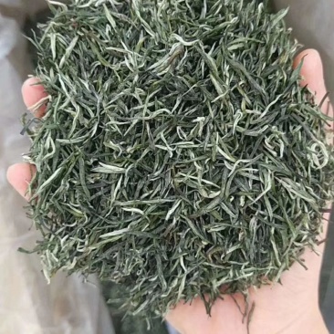 包邮信阳毛尖小芽，口感清香，提神养精，量大从优，全国发货