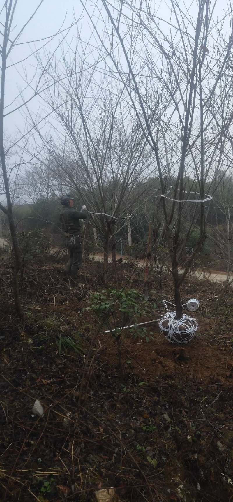 红叶碧桃大量供应优质树苗，1--8公分大量，欢迎各位老板