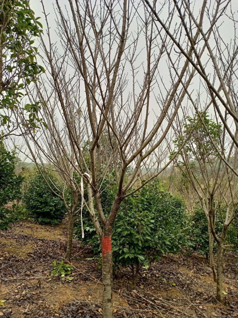 红叶碧桃大量供应优质树苗，1--8公分大量，欢迎各位老板