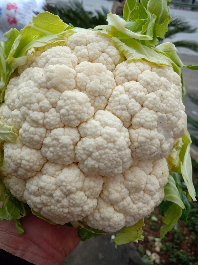 【陕西汉中菜花】乳白紧花产地直供商超加工保正质量全国发货