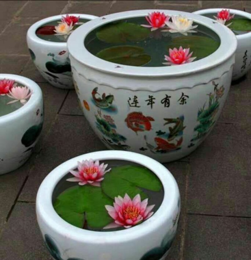 睡莲见水就活水培植物，红色，白色，黄色的观赏睡莲