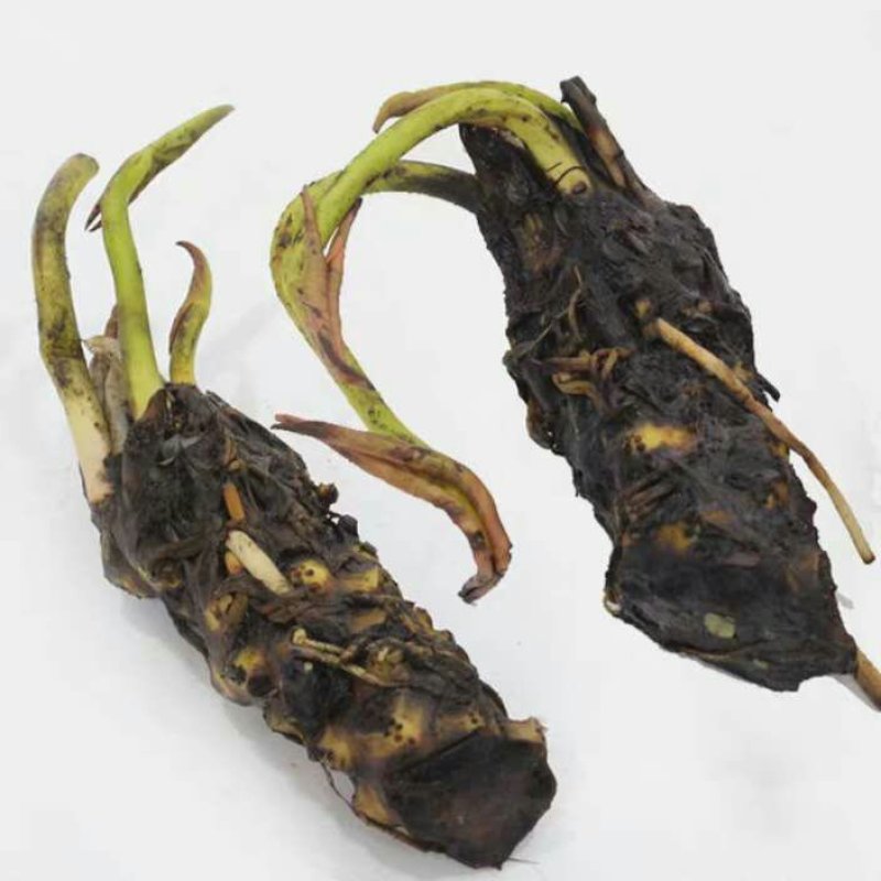 睡莲见水就活水培植物，红色，白色，黄色的观赏睡莲