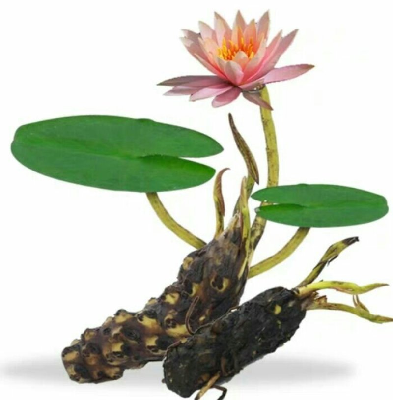 睡莲见水就活水培植物，红色，白色，黄色的观赏睡莲