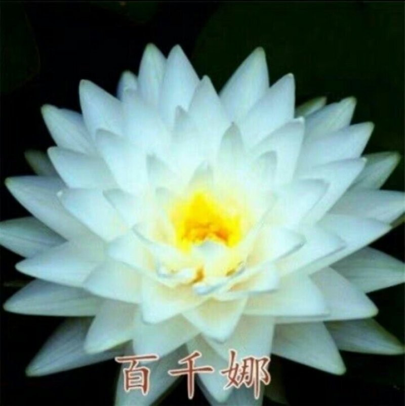 睡莲见水就活水培植物，红色，白色，黄色的观赏睡莲