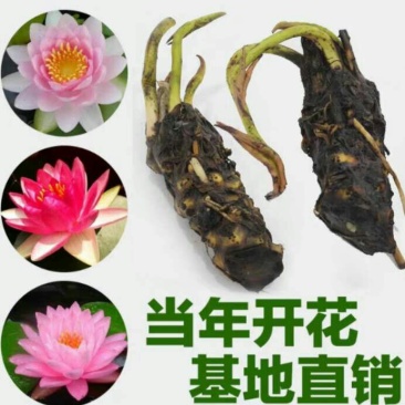 睡莲见水就活水培植物，红色，白色，黄色的观赏睡莲