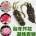 睡莲见水就活水培植物，红色，白色，黄色的观赏睡莲