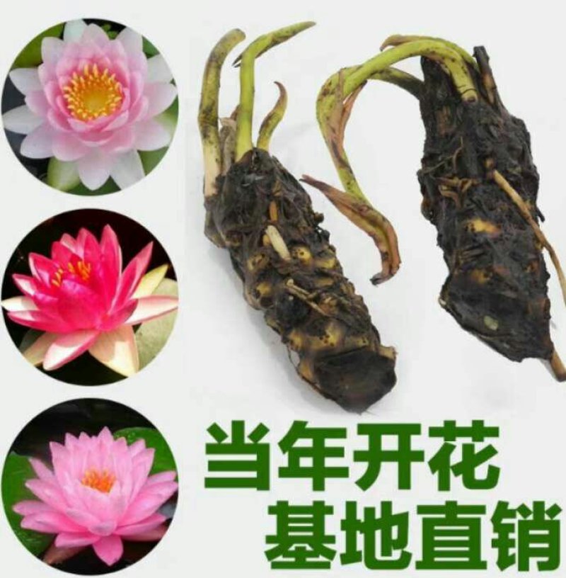 睡莲见水就活水培植物，红色，白色，黄色的观赏睡莲