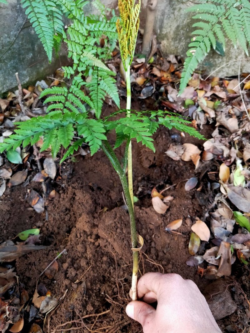 一朵云小春花阴地蕨野生独脚金鸡背蛇生水洗干货无硫