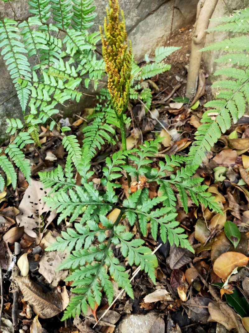 一朵云小春花阴地蕨野生独脚金鸡背蛇生水洗干货无硫