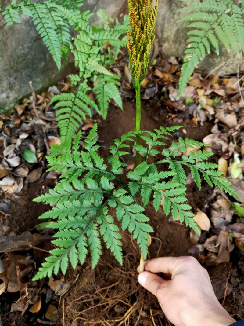 一朵云小春花阴地蕨野生独脚金鸡背蛇生水洗干货无硫