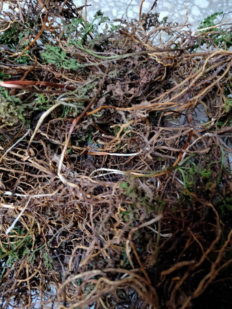 一朵云小春花阴地蕨野生独脚金鸡背蛇生水洗干货无硫