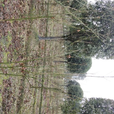 青枫小苗，丛生青枫，基地直销，质量保证，装车方便，