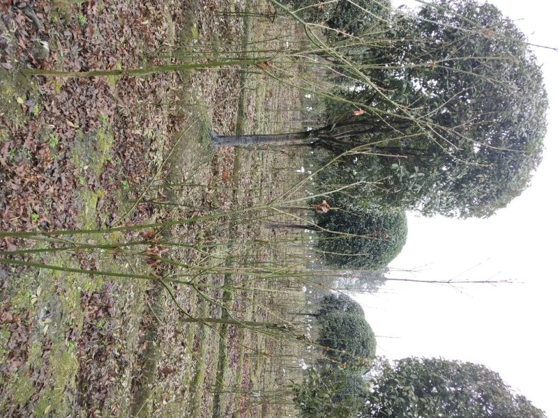 青枫小苗，丛生青枫，基地直销，质量保证，装车方便，