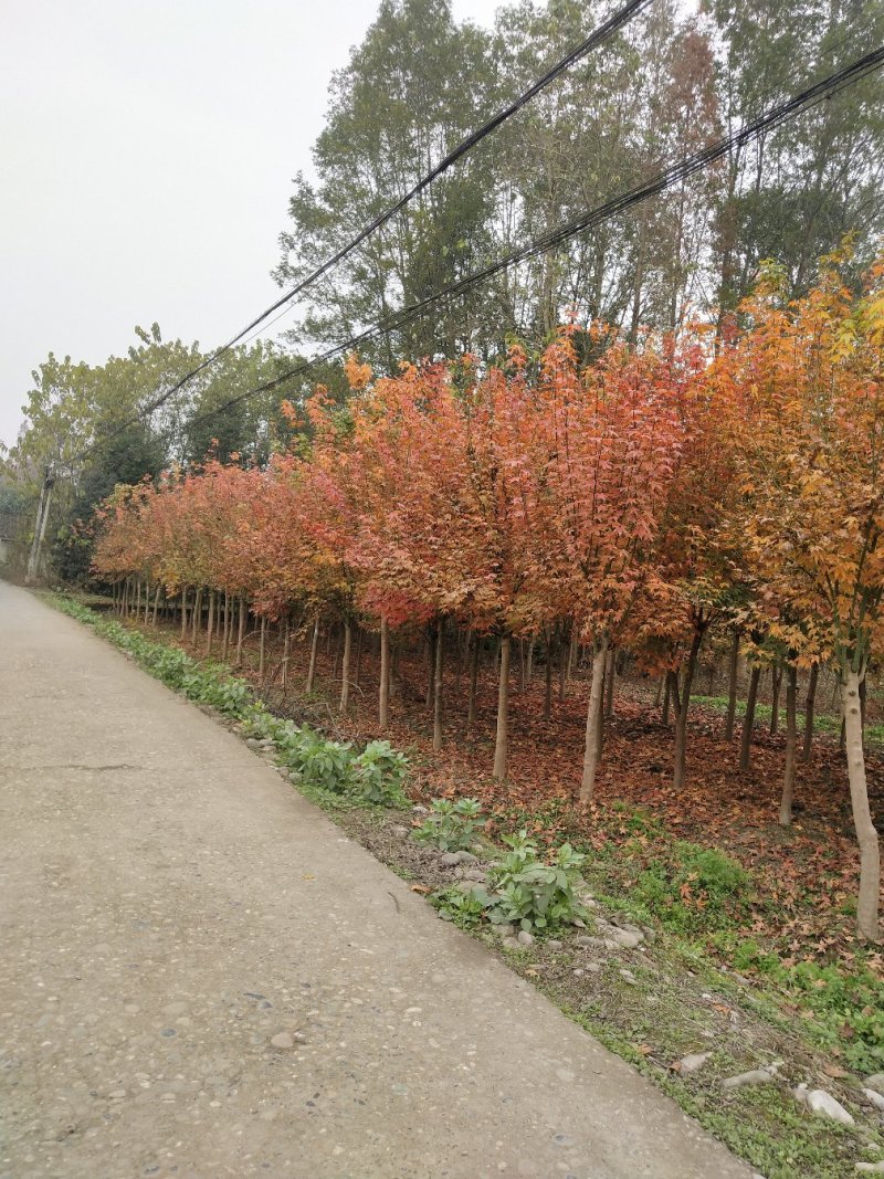 青枫小苗，丛生青枫，基地直销，质量保证，装车方便，