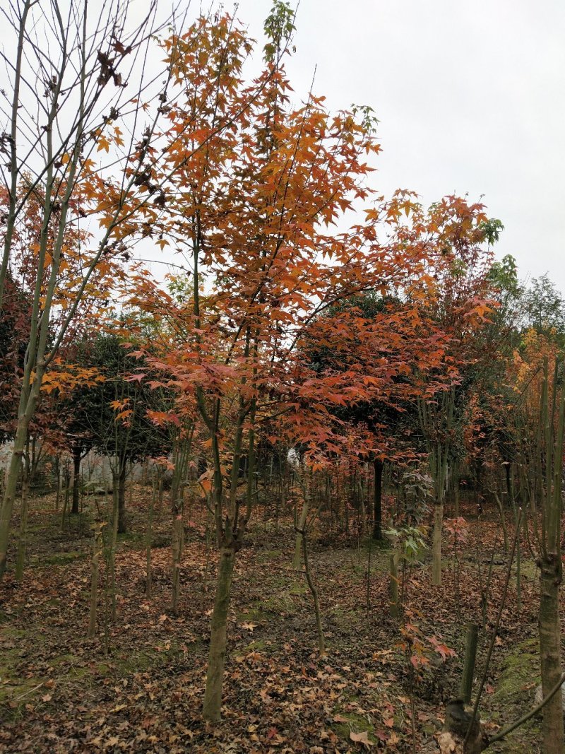 青枫小苗，丛生青枫，基地直销，质量保证，装车方便，
