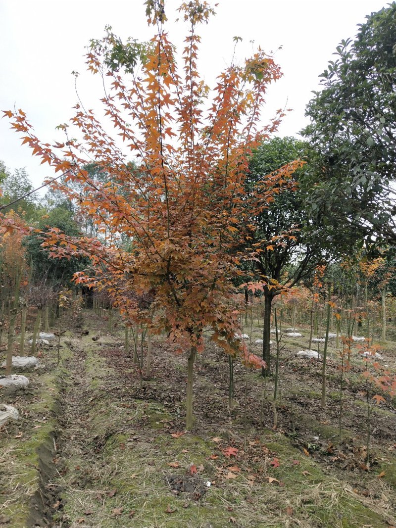 青枫小苗，丛生青枫，基地直销，质量保证，装车方便，