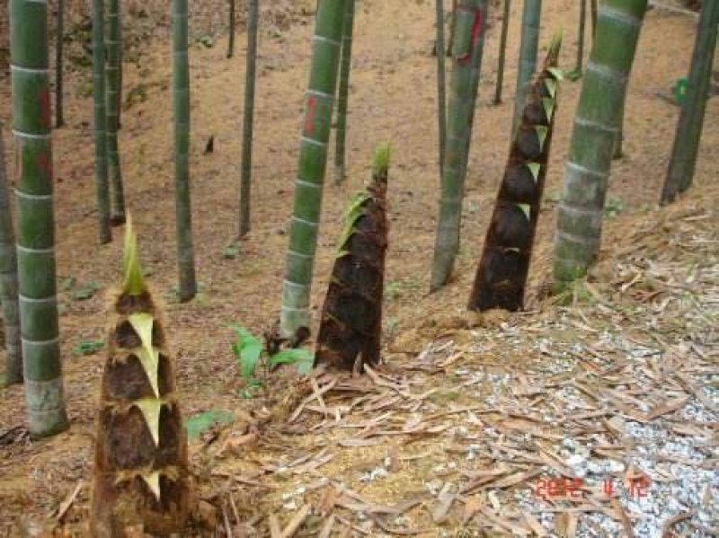 冬笋大量现货一手资源