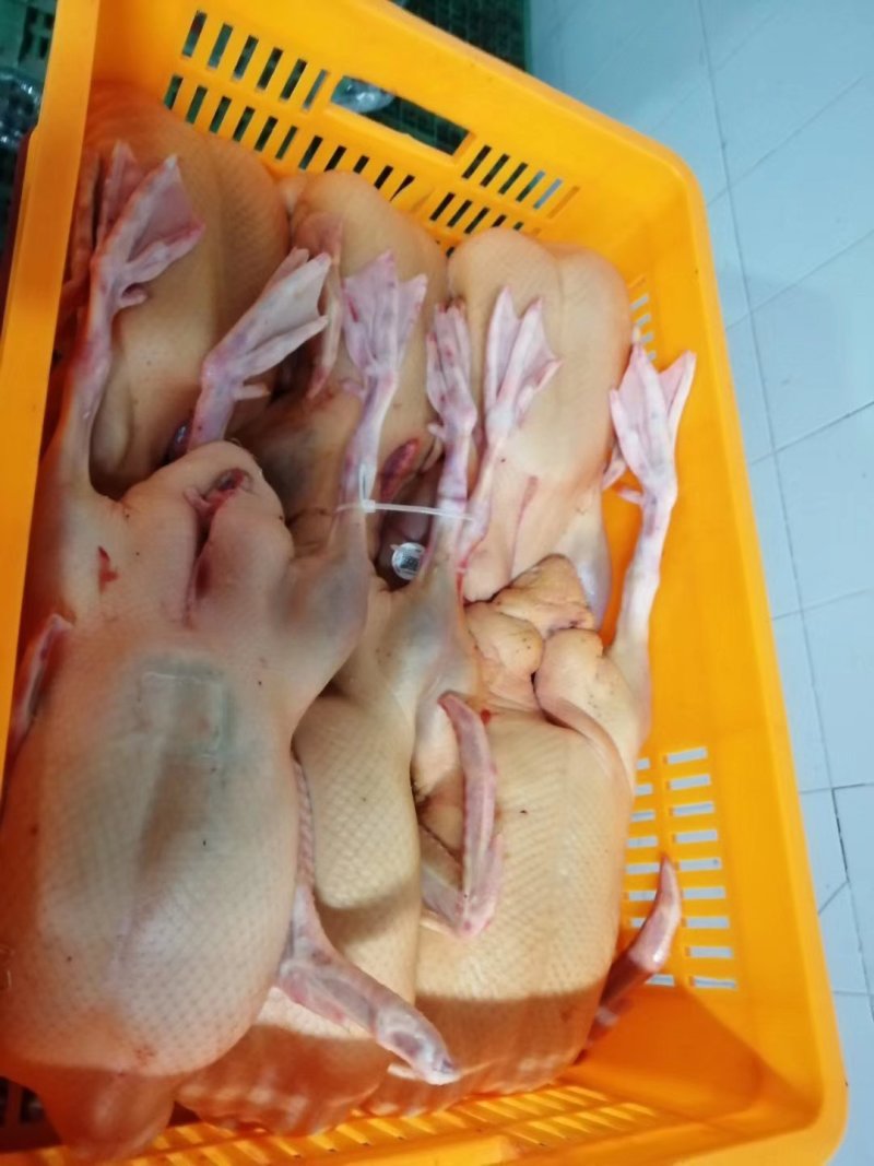 白条鸭